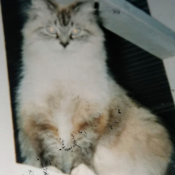 Top Rated Seller  Posh Mentor - Picture 3 of 6